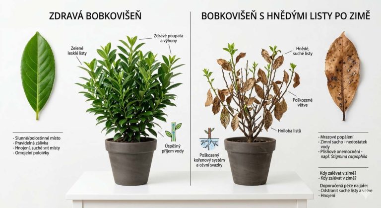 bobkovišeň s hnědými listy po zimě, porovnání s zdravými zelenými listy