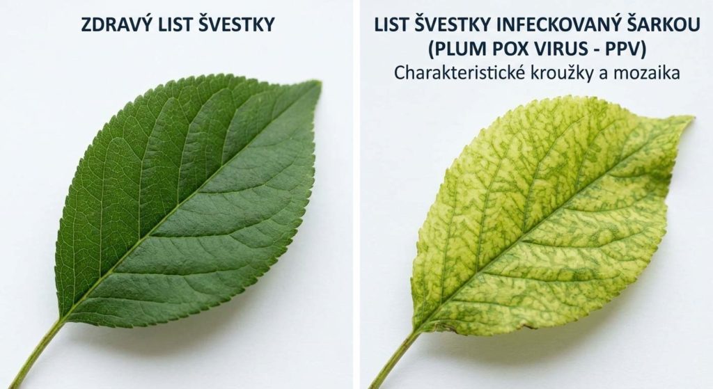 list švestky s charakteristickými kroužky šarky, porovnání s zdravým listem