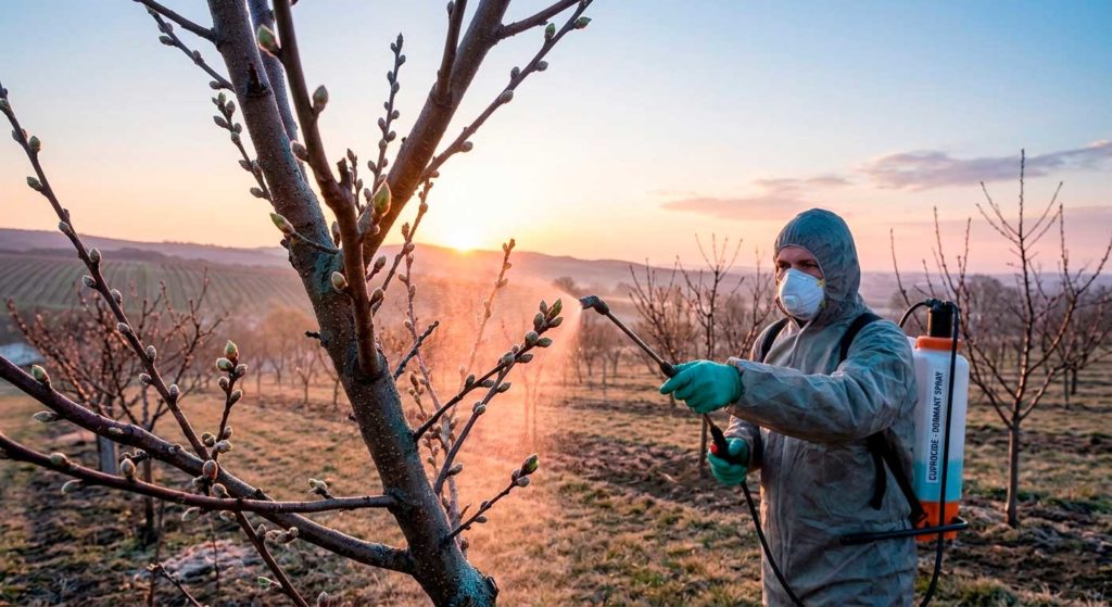 zahradník postřikuje broskvoň měďnatým přípravkem, ranní hodiny, fenologická fáze nabobtnání pupenů