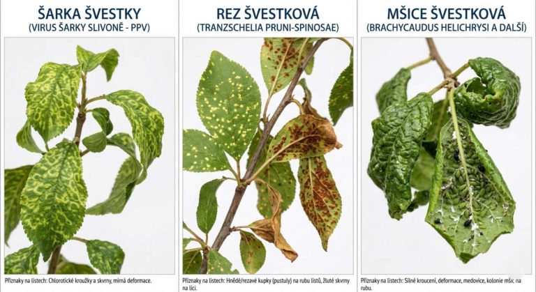 zkroucené listy švestky – srovnání šarky, rezu a mšic na jednom obrázku