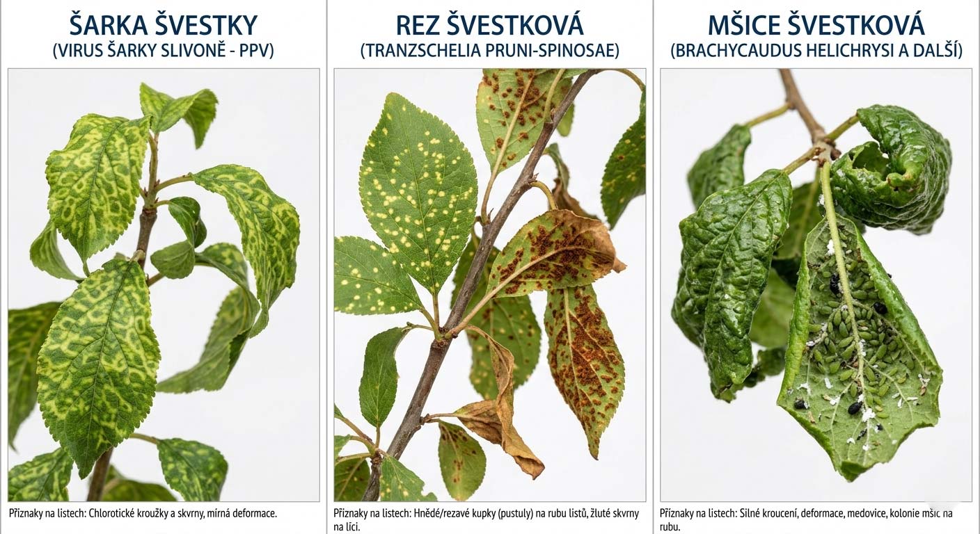 zkroucené listy švestky – srovnání šarky, rezu a mšic na jednom obrázku